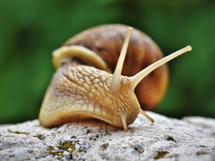 Naturalny sposób na pozbycie się ślimaków z ogródka