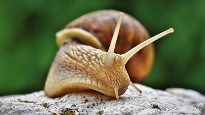 Naturalny sposób na pozbycie się ślimaków z ogródka