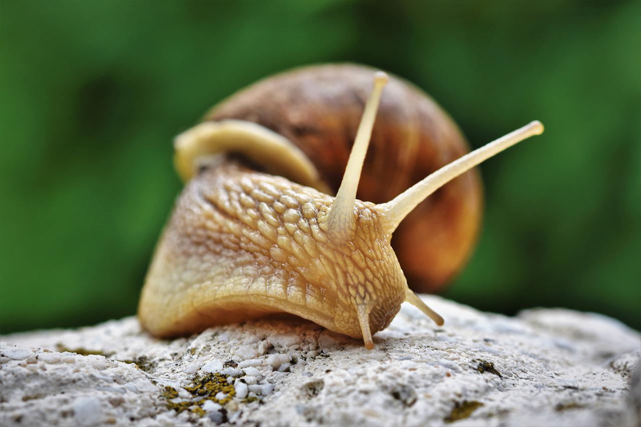 Naturalny sposób na pozbycie się ślimaków z ogródka